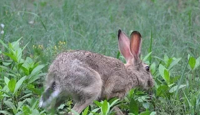  马口鱼：农村里的7种“野味”，你吃过几种？就算是土豪也不一定