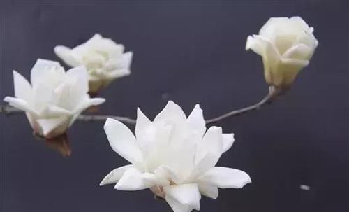 适合庭院种植的树木种类有哪些？