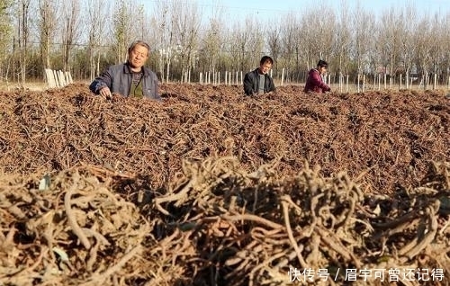  [药材种植]曾让种植户年入几十万，如今家家堆成山，3块5一斤没人要