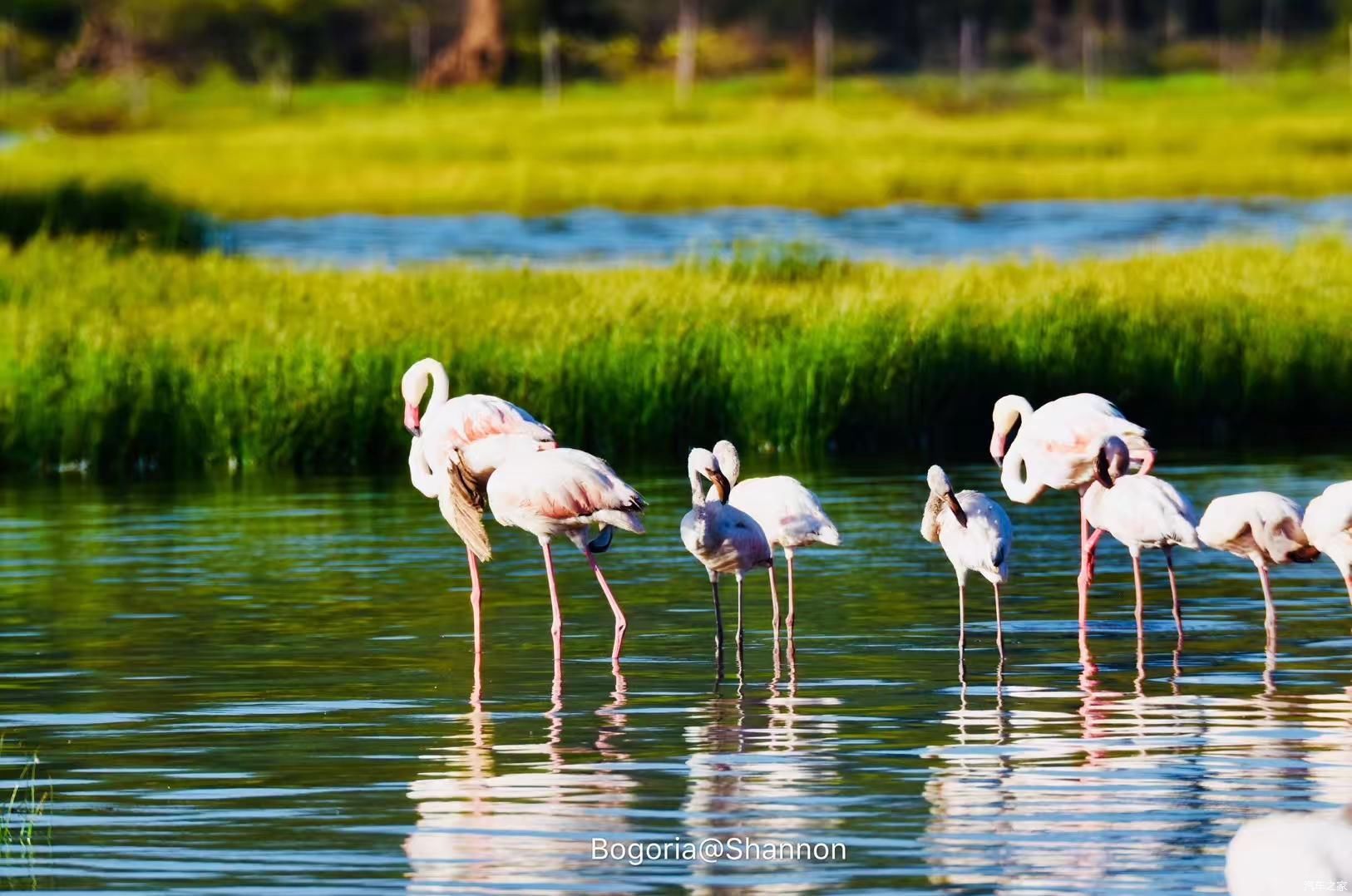 【95女司机横跨亚欧非】走进东非大裂谷——火烈鸟的天堂