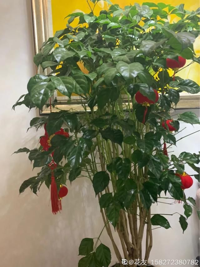  #散射光好#3种树，每月砍1刀，呼呼疯狂冒新芽！