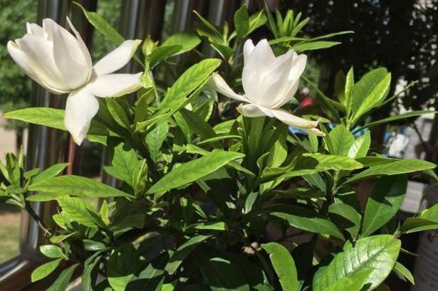 栀子花|北方盆栽栀子花,喜欢盲花、哑花?注意2点,6月砰砰开花
