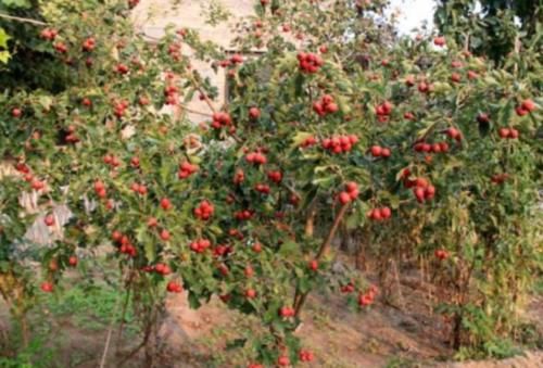  身价：过去落一地果子白送没人要，如今身价走高供不应求，果农