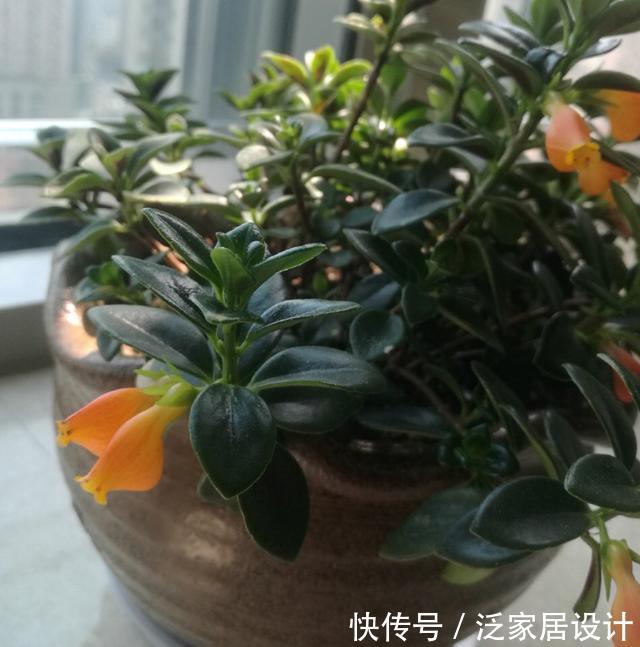  「技巧」它比金边吊兰漂亮，1个修剪小技巧，长势快，开花不断，花繁叶茂
