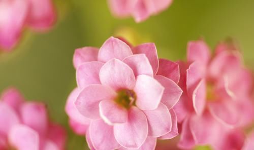  「越好」3种花漂亮又好养，浇水越少长的越好，开花很漂亮，适合新手养护