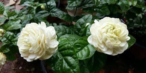  日常@喜欢酸性土壤的花卉日常如何养护，一起来了解一下吧！