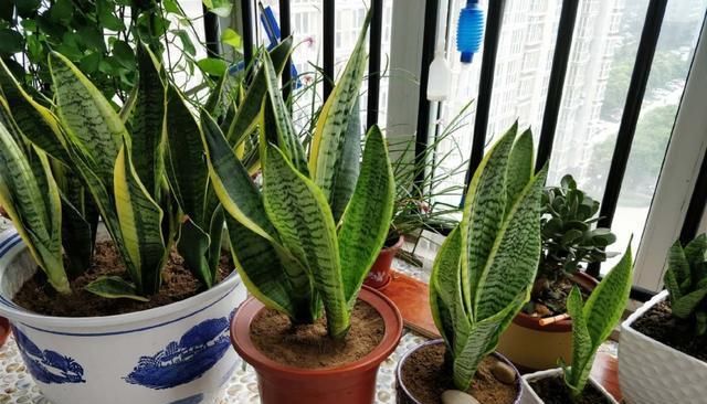  『枝叶茂盛』养这“4种花”,浇水很关键,学会这样做,枝叶茂盛、开花爆盆!