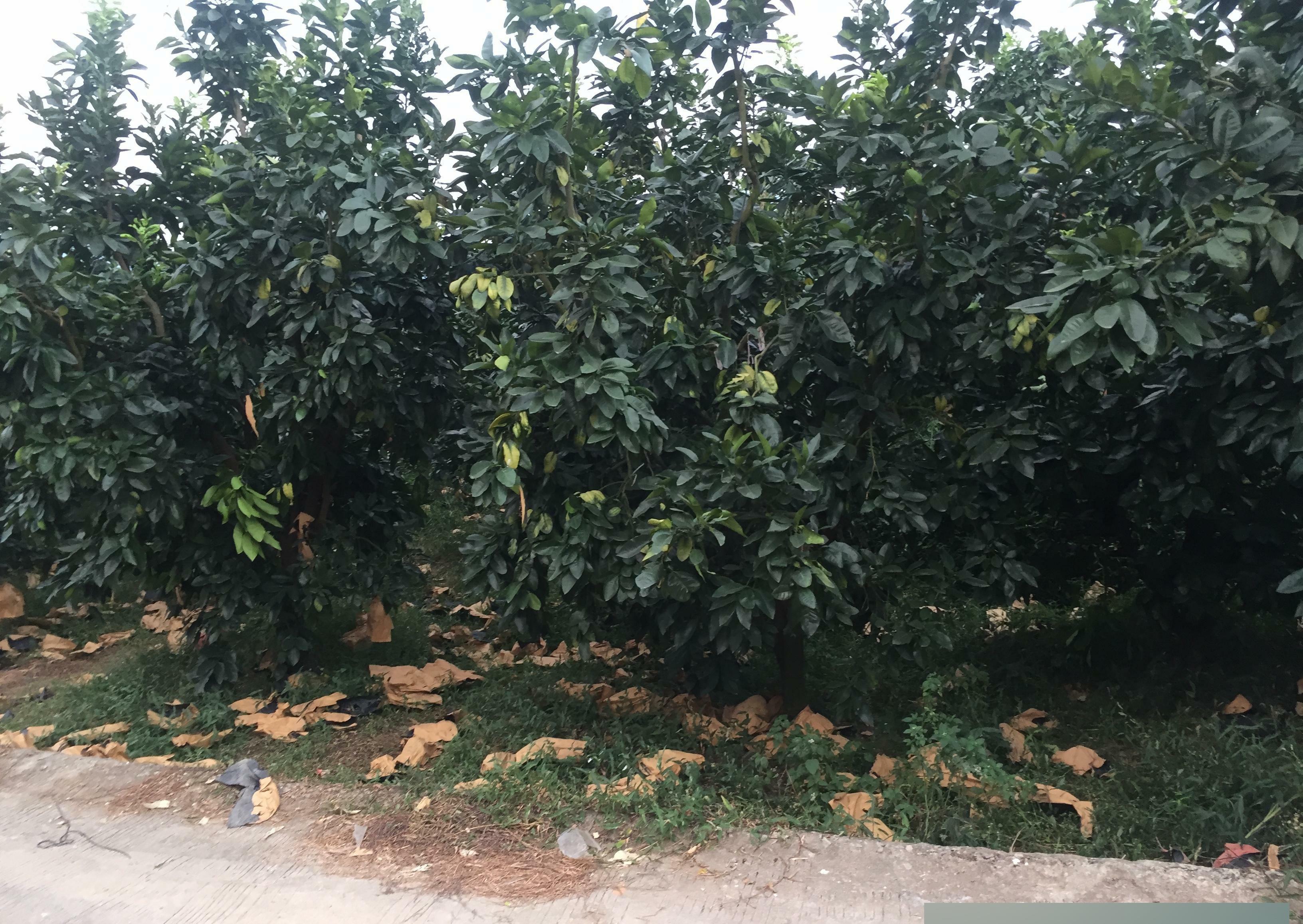  #柚子#9毛2一斤全部低价卖掉，收获万斤不如养头猪，这事要怪谁