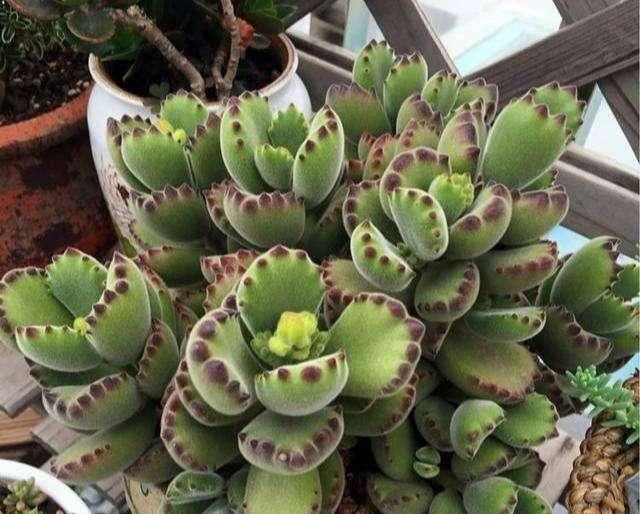  『养盆萌萌』养盆萌萌的熊童子,做好这几点,猛蹿侧芽,变“熊树”