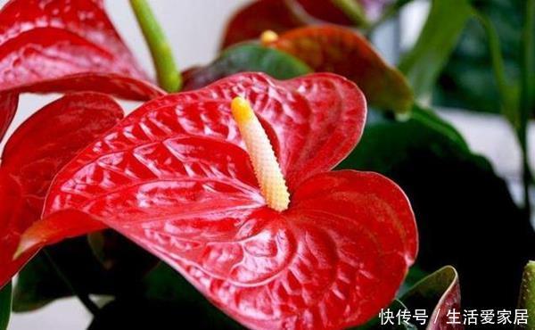  红掌■红掌养护“小攻略”，做好这些事，叶子翠绿花开到爆