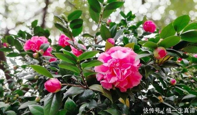  『开花』茶花掉叶怎么办3个“方法”，叶片浓绿，花蕾更多，开花满枝