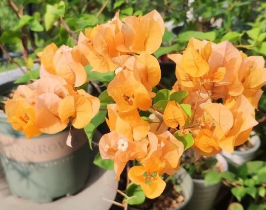  #春天#花期超长的5种花，最适合春天种，一开就是大半年