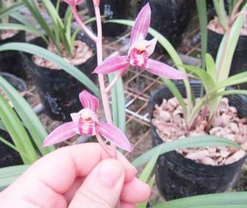  [名品]非常便宜的兰花名品，花色鲜红花香浓郁，开品正格，性价比极高