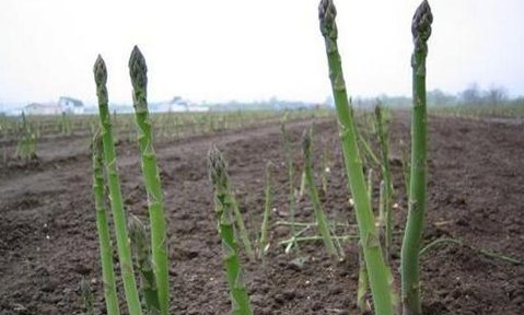  年收入■农家菜王卖12元1斤，亩产3000斤，农民种它年收入80万元