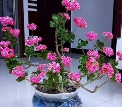  玉树：长寿花教你一招，老桩来的快，开的花也多，现在养护正当时！