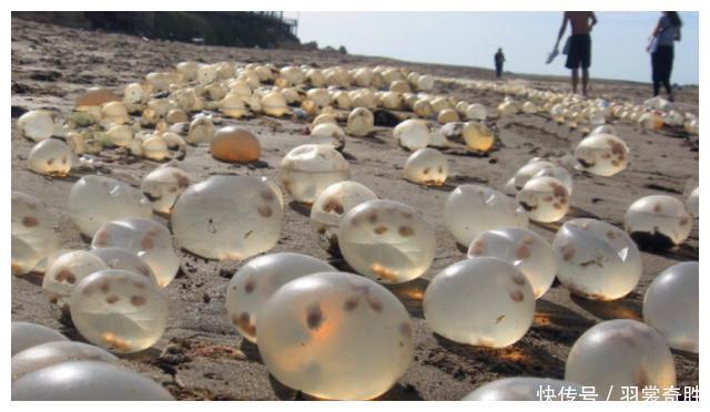 海滩上发现“珍珠”，游客疯狂捡拾难阻止，得知实情后纷纷丢弃