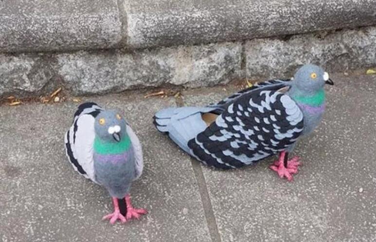 一群鸽子环绕妹子不让她走,仔细看她脚上的鞋子,大爷都不淡定了