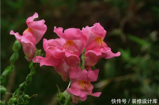  『家里』喜欢在家里养花，就选择花大色艳，花期还长的3种花，谁养谁喜欢