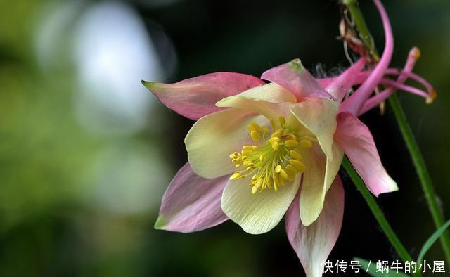  「俗气」3种花名字很俗气，但开花很鲜艳，爆盆也很简单，一年四季能赏花