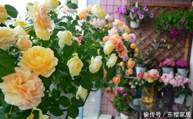 「只养」只养这1种花,就能打造绝美花园和阳台!月季品种和养护要点!