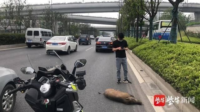 发生|南京江北发生了这样一起离奇车祸:“喂,110吗?我撞到了一头野猪……”