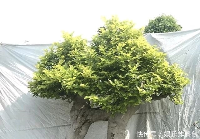 『朱立明』欣赏朱立明的盆景,学会体贴!