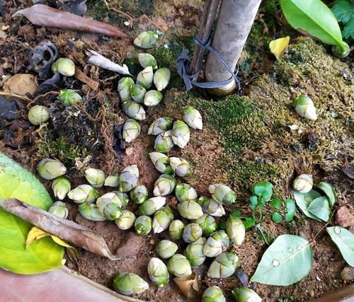  「来得及」茶花的花苞太多了现在疏掉花蕾还来得及吗？