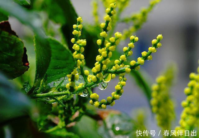  【居家】6种居家“空气净化器”，耐阴好养，轻松长满盆