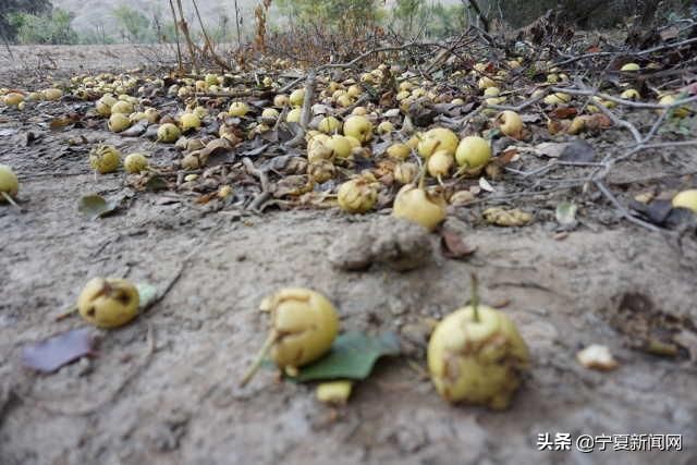  中卫@蔫在枝头，烂在地里！中卫南长滩千亩经果无人采摘，自生自