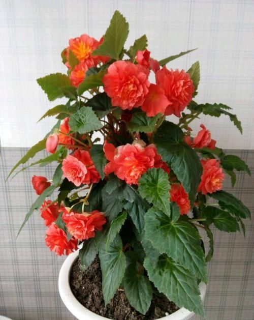 「三角梅」“稀有三角梅”暗斑柠檬黄,金光四射开花爆盆,可以说是养花首选