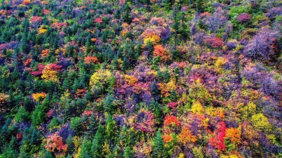 彩林之秋毕棚沟 | 赏秋要趁早!9月份就可以来这里赏红叶彩林了