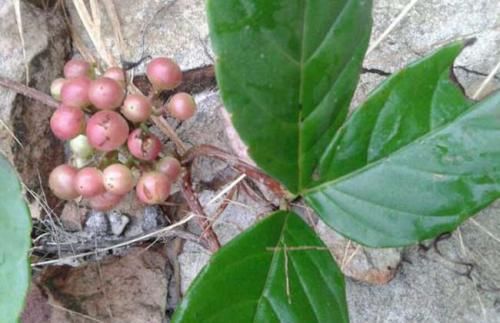 农村的这种野菜药用价值很高，每斤百元尚且难购，记得留意