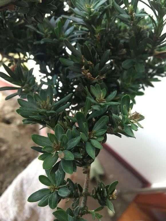  空调：这3个位置不能放花，很容易黄叶养不久，赶紧搬走