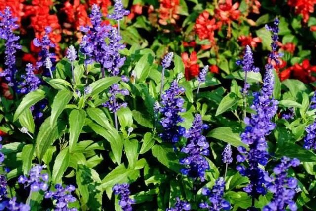 #提神醒脑#驱蚊 | 18种除虫香草,杀菌驱蚊虫,叶子还能炒菜吃