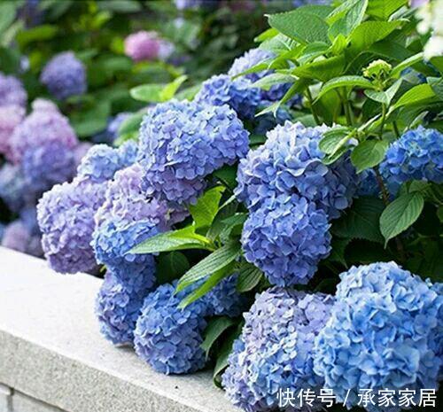  「满园」绣球真是开花机器，剪根枝条插土里，成活快满园花