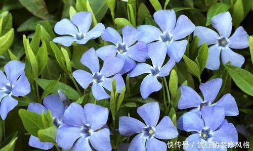 #长春花#此花开花勤快,仙气十足,天天有花赏,是家庭盆栽佳品!