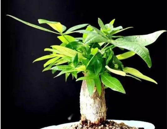  寓意■这3种花寓意真不错，人称“招财花”，家里越养越富贵，仙气十足