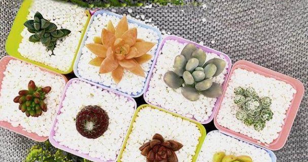  仙人球多肉植物组合|家里养上这么几种绿植，家里的空气都变得清新，家人身体也更好了