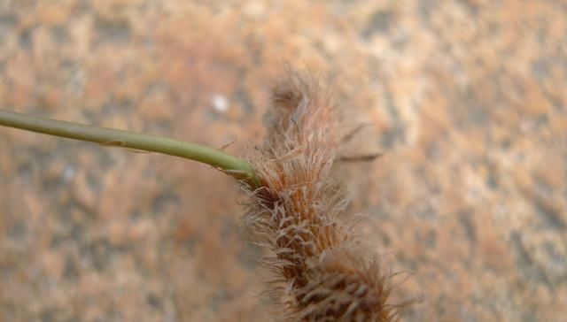  稀罕：以前捡来当柴烧，殊不知根是稀罕货，20元一斤，俗称“飞天鼠”