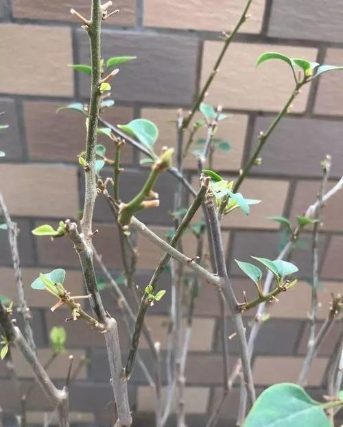  「三角梅开花」三角梅满树绿叶，就是不开花，“控水虐花法”，三角梅花芽猛冒