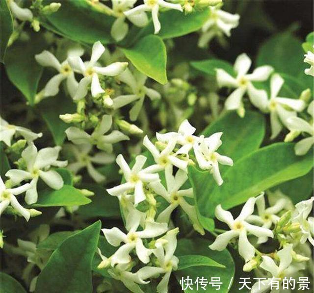 「深受」风车茉莉花朵小而雪白,形似风车,深受花友们的喜爱