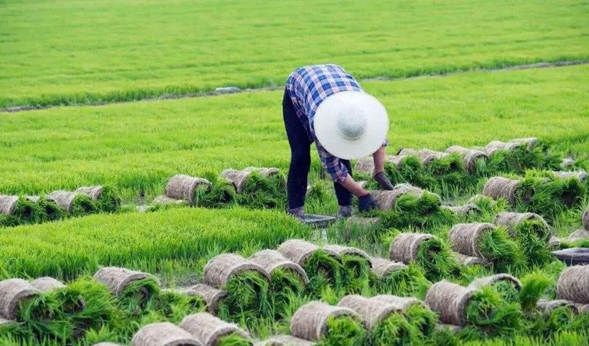  [补贴]在农村有地，为啥拿不到粮食补贴，这钱该归谁所有？