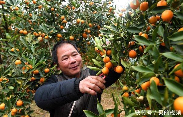  「南方」14万吨的产量不愁卖，北方人都爱吃，农民却后悔种植的