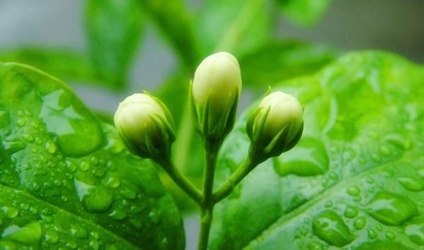  #做好#茉莉花开，很多人沉醉，做好肥水管理，你家也可以香满园