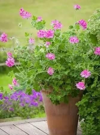  「花儿」10种最好闻不刺鼻的植物香味