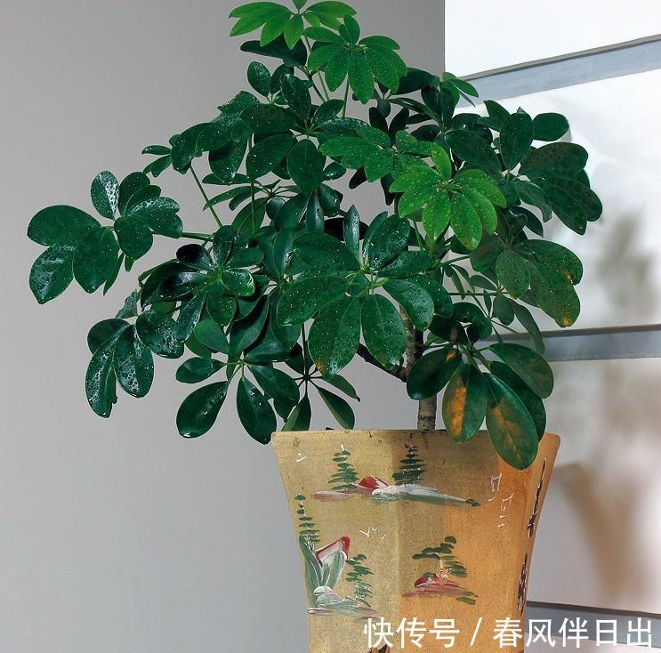  「木太」鸭脚木太好养，做好四点，叶片长满盆