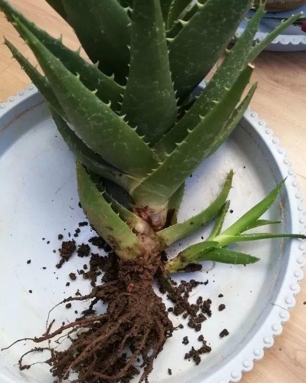 值钱■芦荟不值钱,养成“老桩”很稀罕,叶子胶质多,越老越值钱