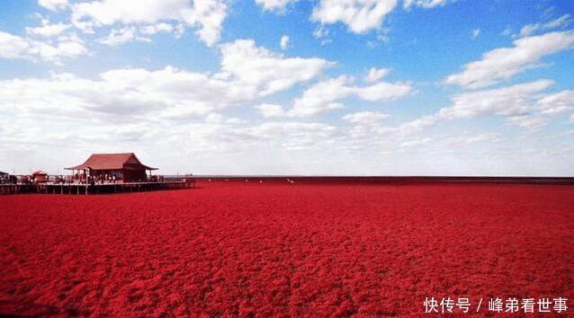  『红色』被红色包围的海岸，树上如同铺满了红色的多肉，就在辽河入海口