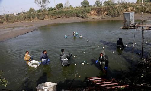  「夜晚」黄河边家家养大鲤鱼，喂“中药”饲料，夜晚2小时巡塘一
