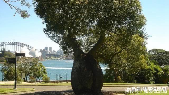 沙漠中的“生命之树”，可以存储2吨水！移植到我国后变成这样